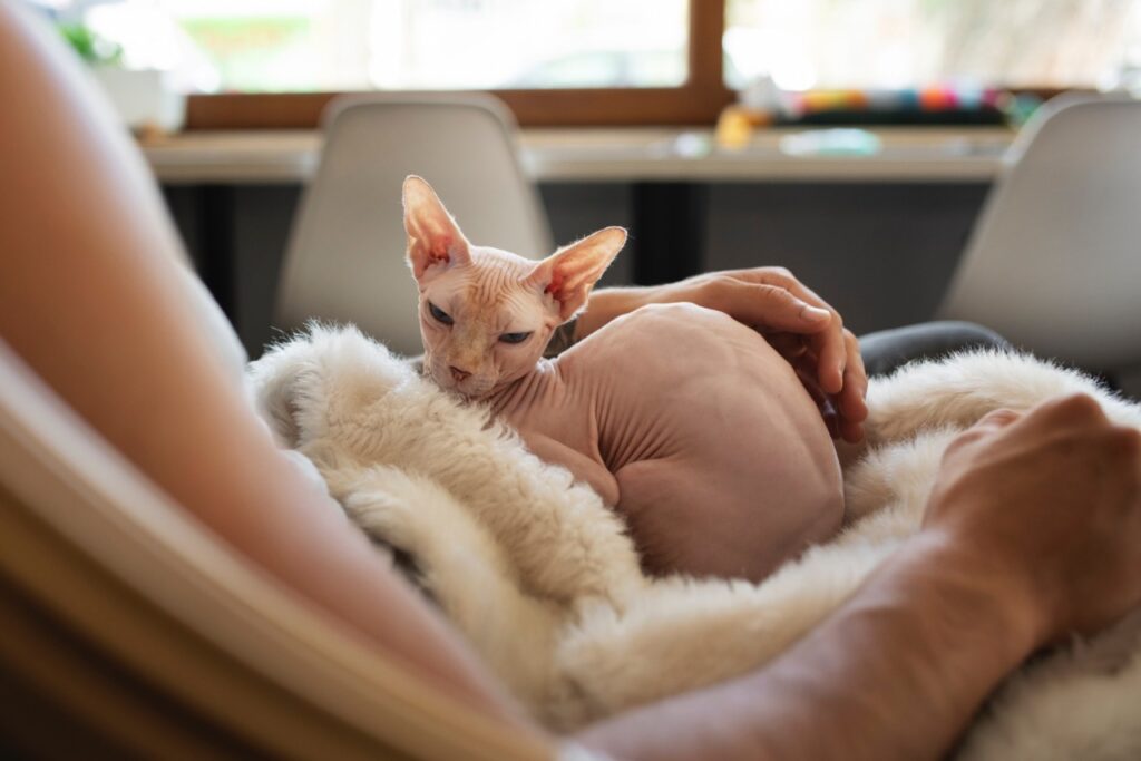 Sphynx cat on lap