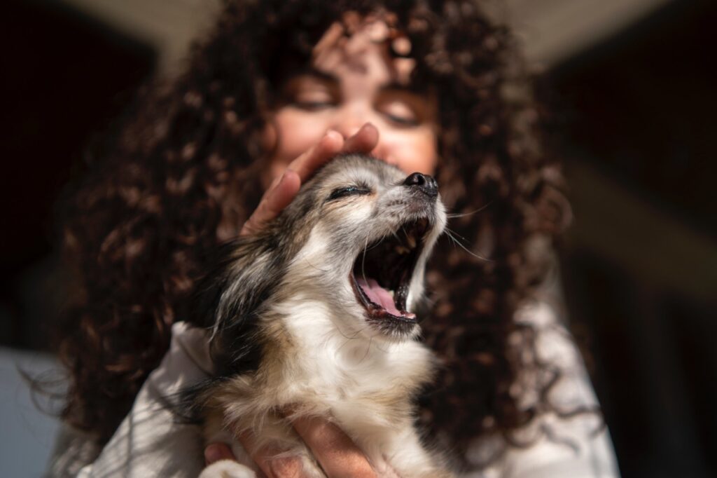 Front view owner with cute chihuahua dog (Barking)