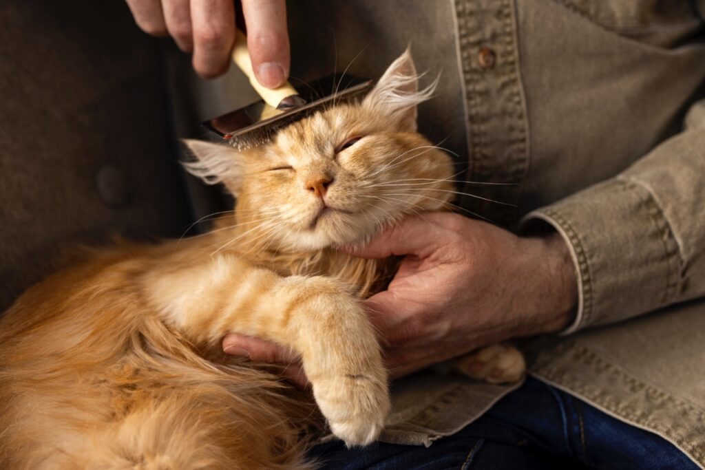 Cat grooming