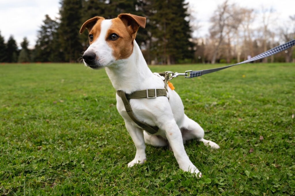 Jack Russell Terrier