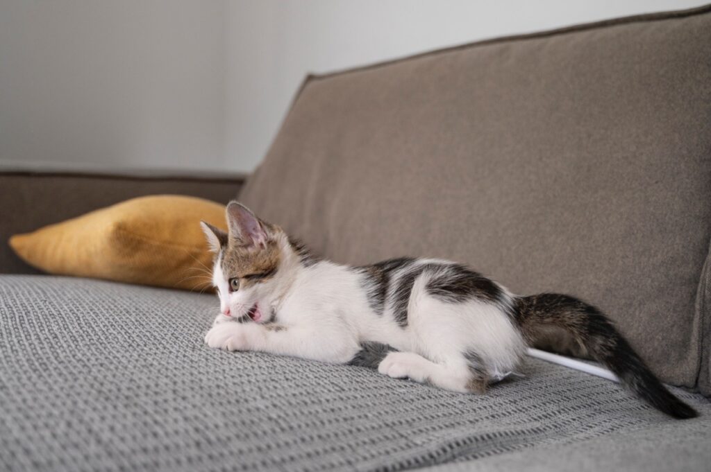 Cat On Sofa