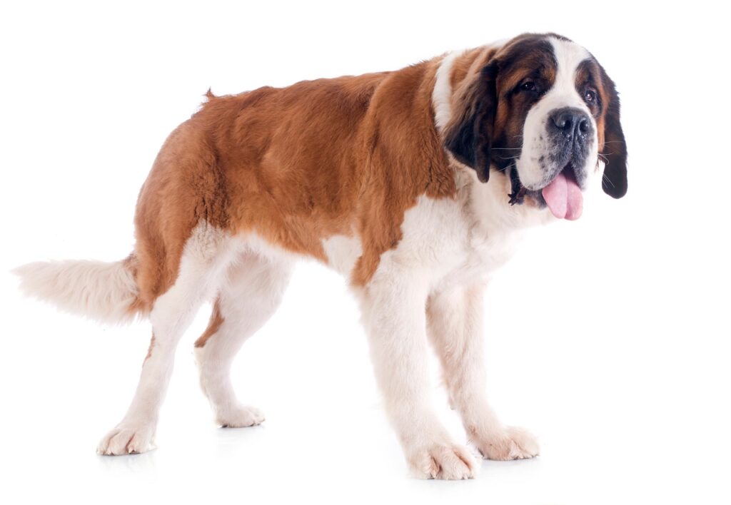 saint bernard