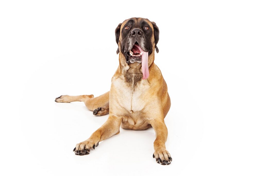 ENGLISH MASTIFF