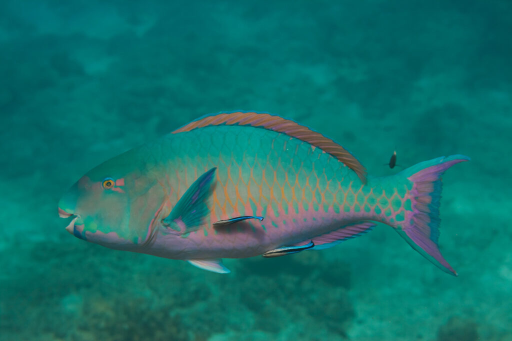 Queen Parrotfish