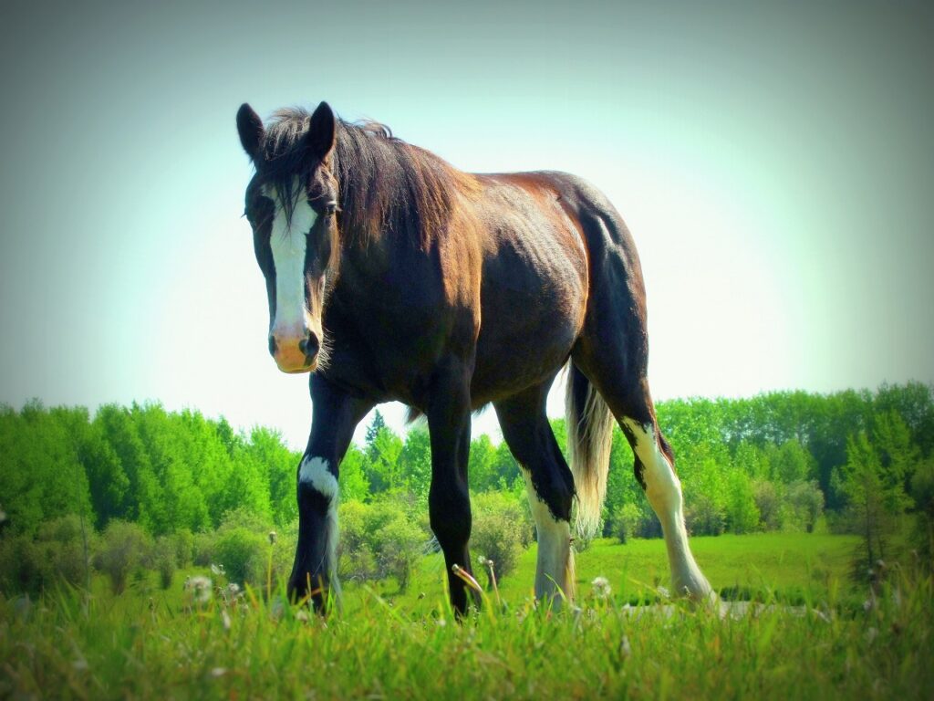 Clydesdale