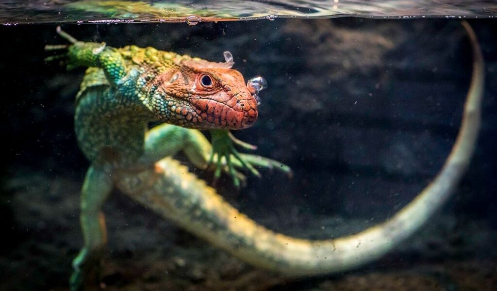 Lizard swimming underwater with bubbles on its head.