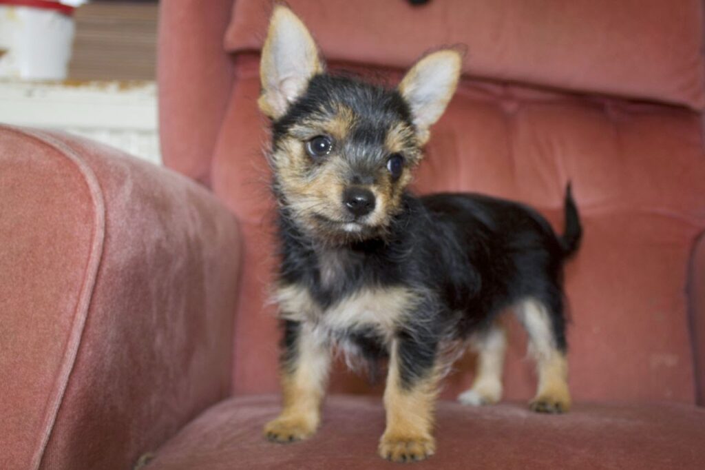 chorkie