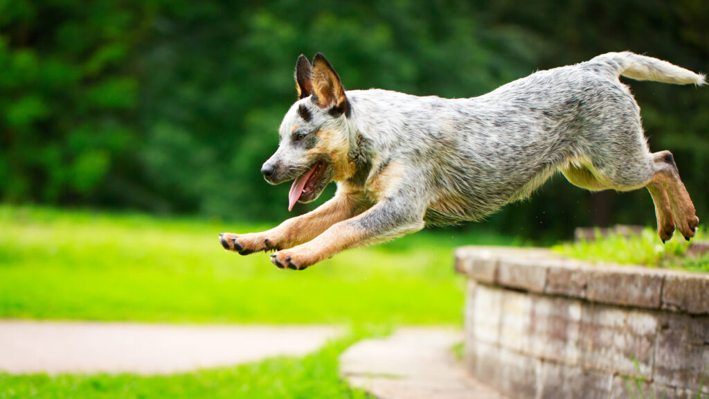 australian-cattle-dog