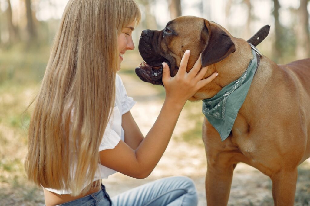 Boxer dog with woman