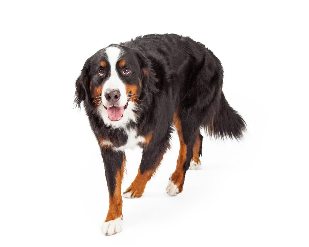 a-bernese-mountain dog