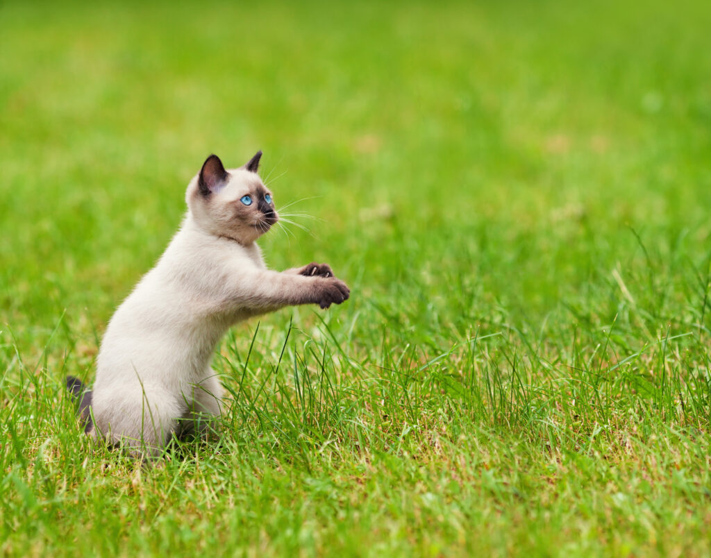siamese cat