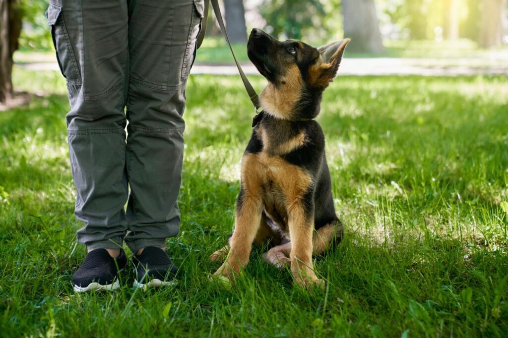 German Shepherd Puppy