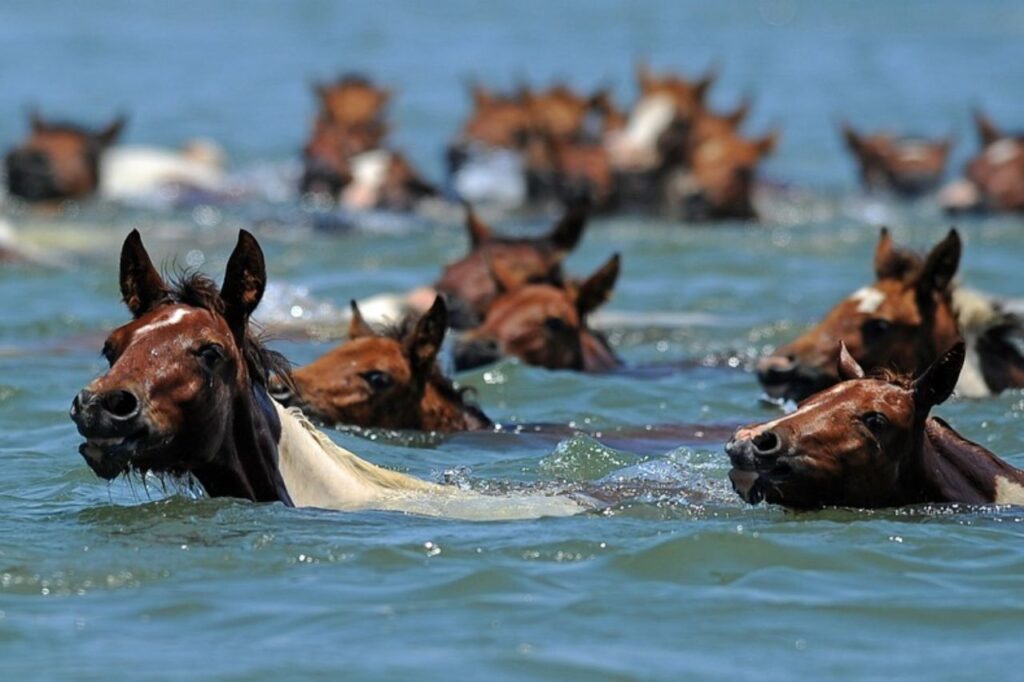 Horses Swimming