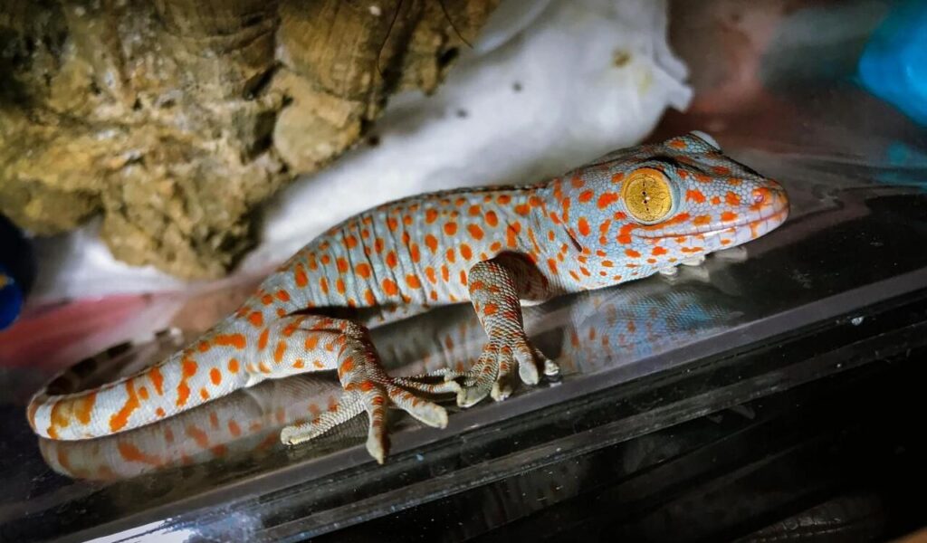 Tokay gecko with vibrant orange spots resting on a glass surface.