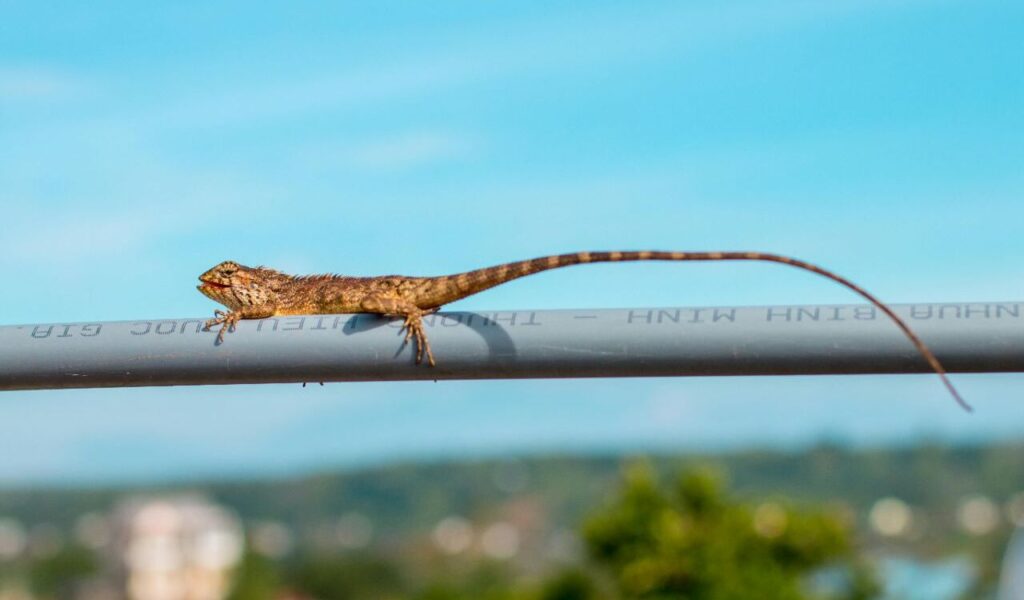 Small brown lizard balancing on a cable.