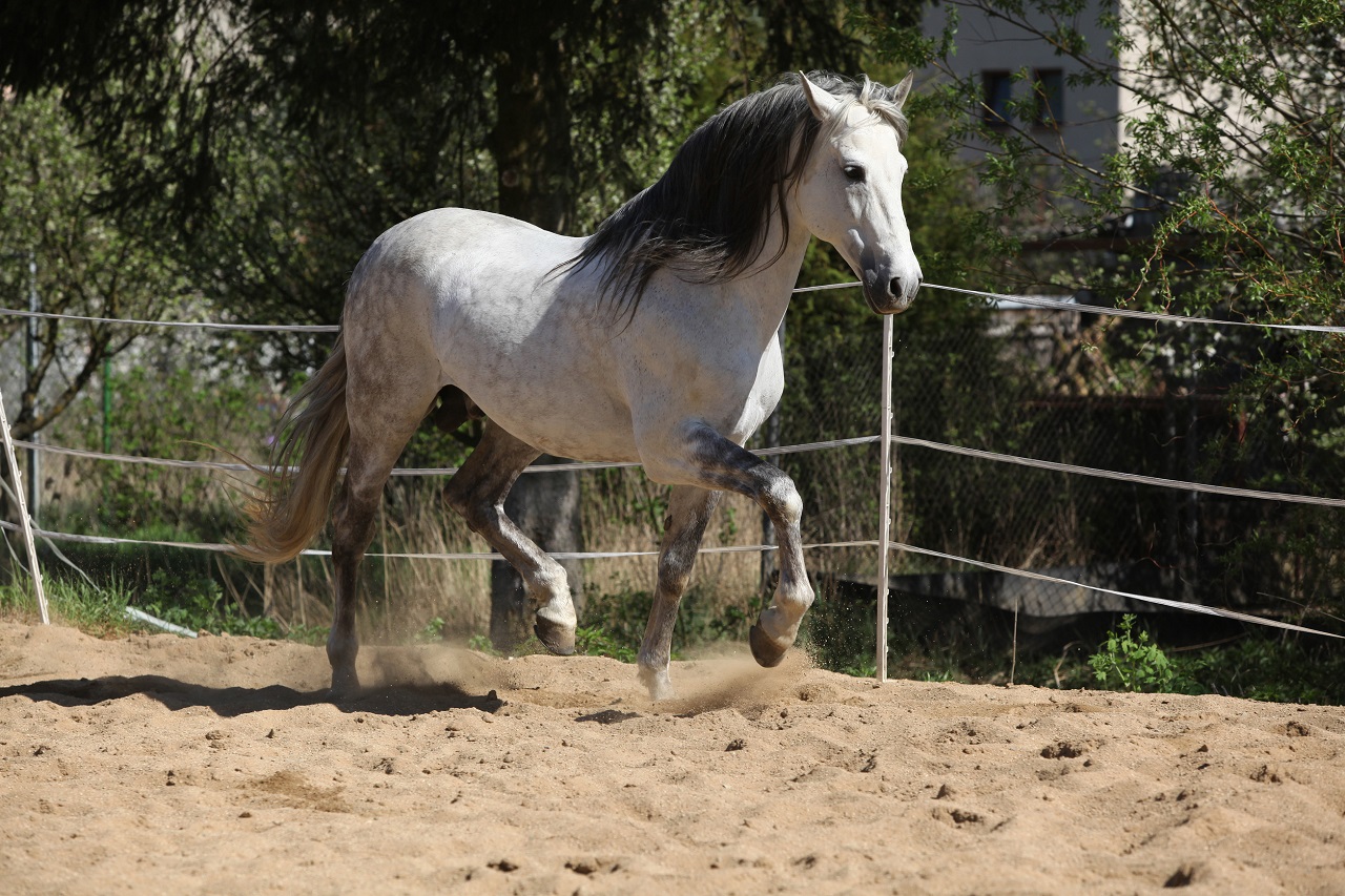 andalusian horse