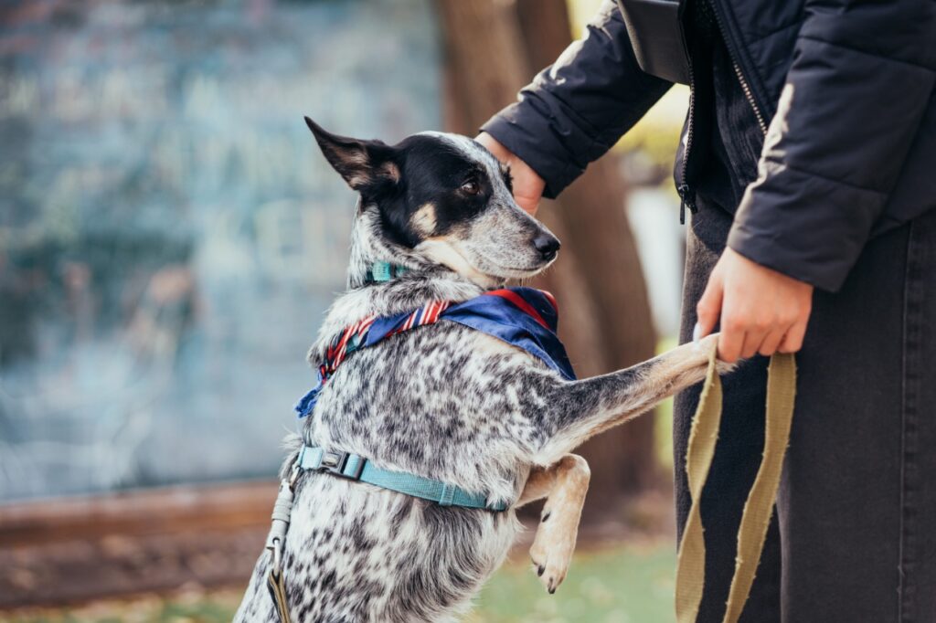 Australian cattle dog with man