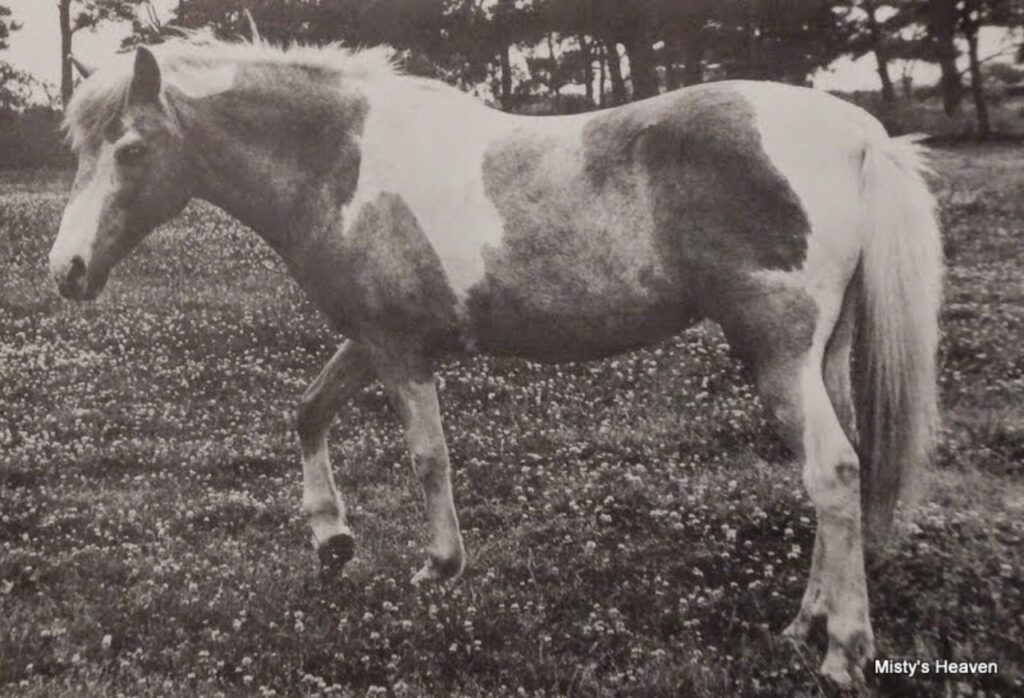 Misty – Chincoteague Pony