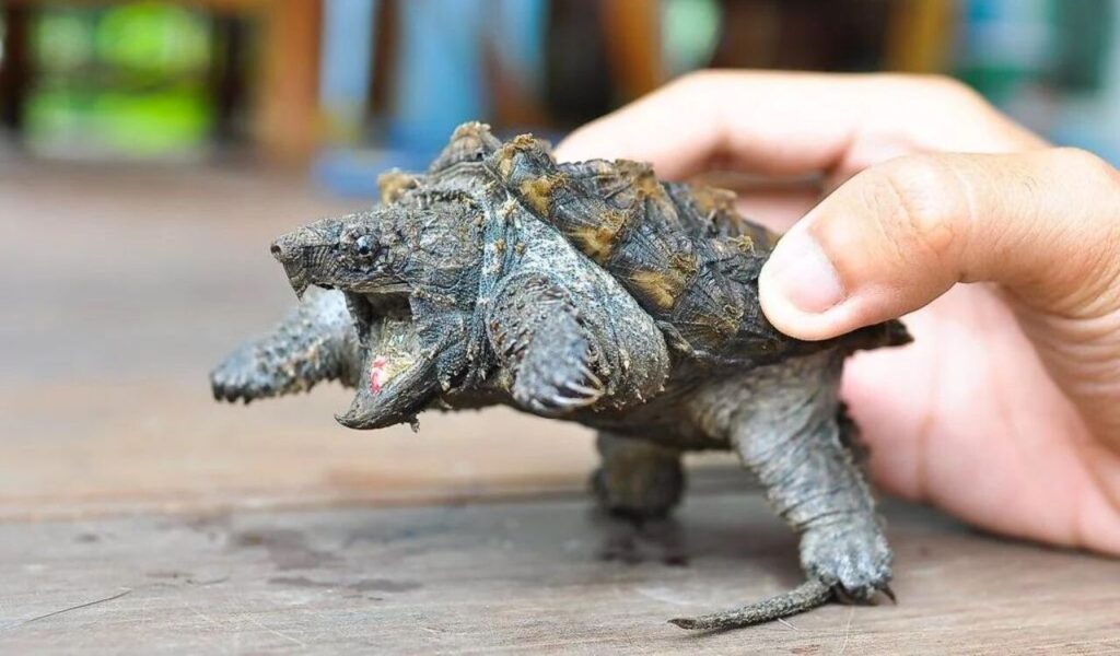 Alligator snapping turtle with rough, spiky shell being held by a person.