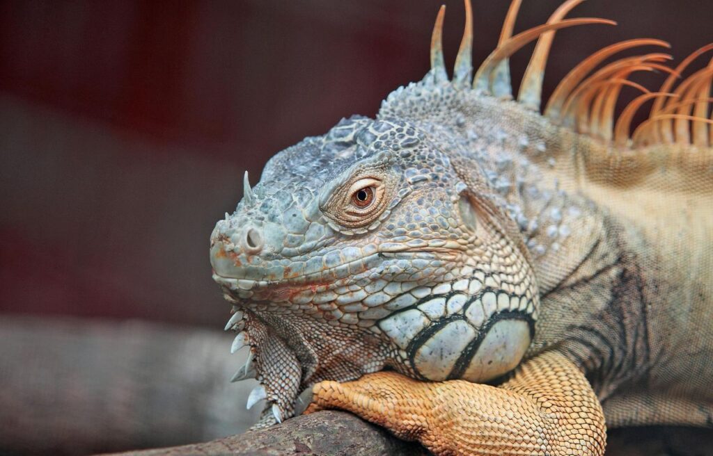 Close-up of a large lizard resting its head on a branch.