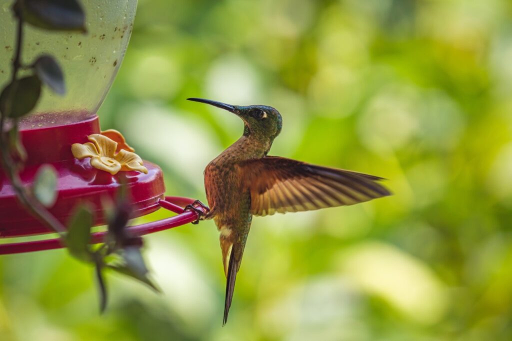 Hummingbird