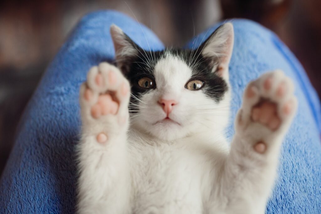 Cat Showing his paw