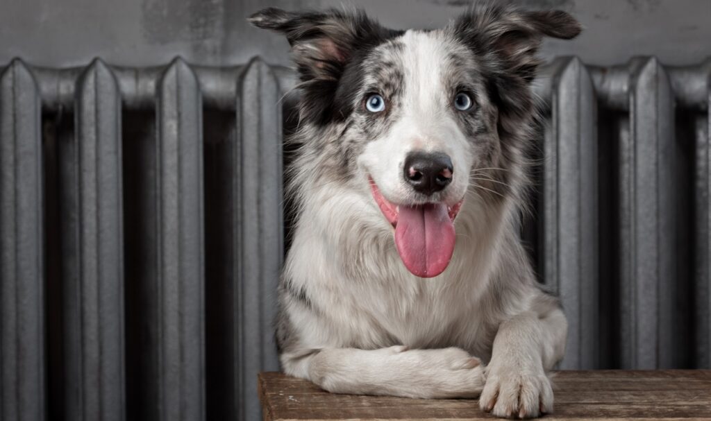 Border collie dog merle color in interior studio