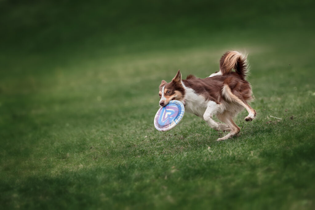Energetic Border Collie