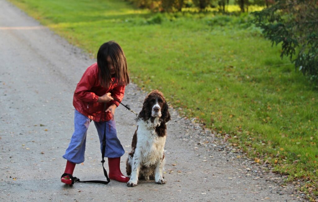 ENGLISH SPRINGER SPANIEL