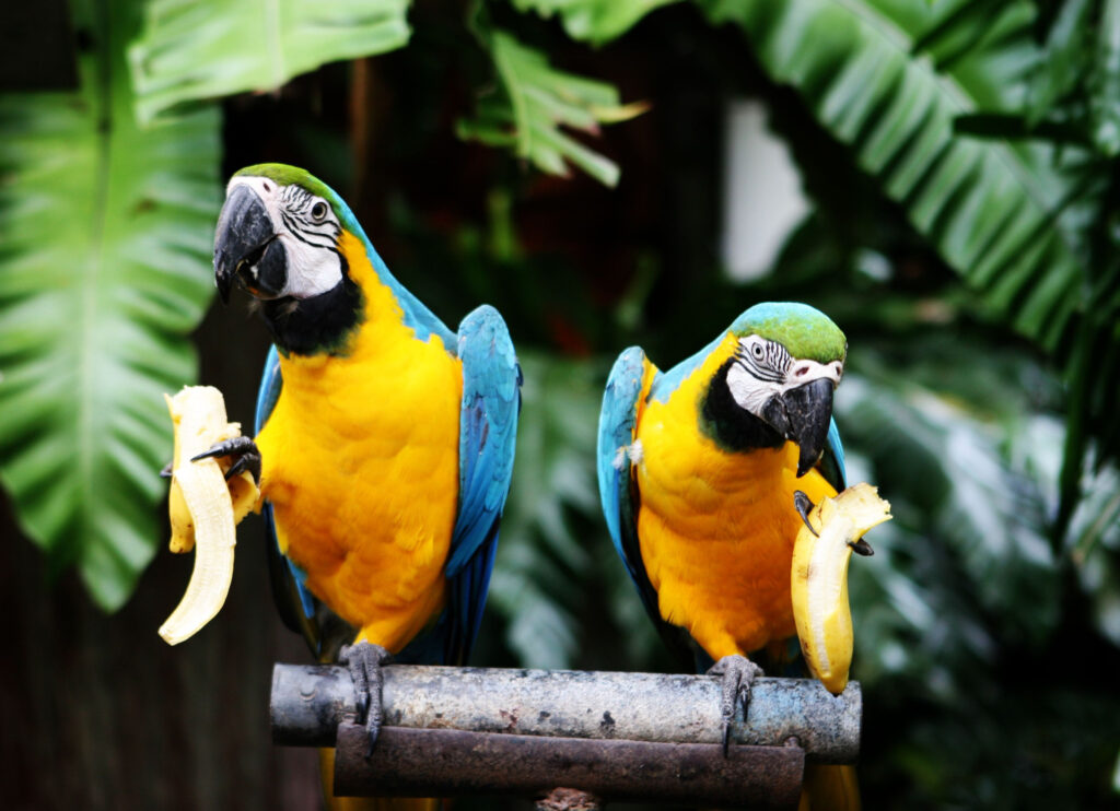 Macaw Birds Having Fun