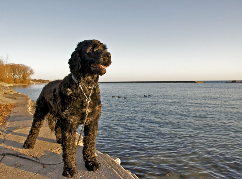 portugese water dog
