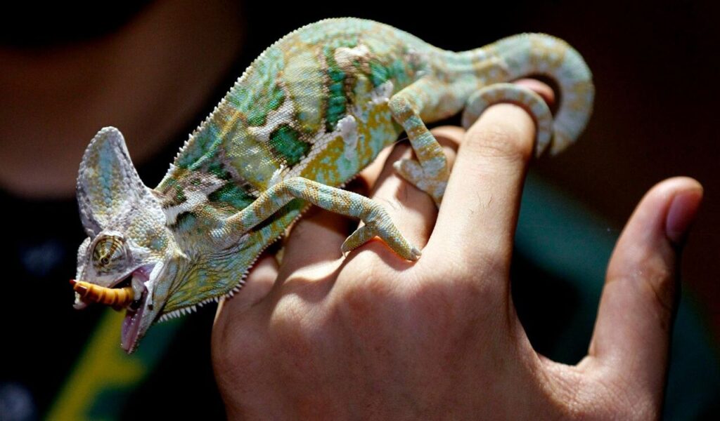 lizard eating a worm while gripping a hand.