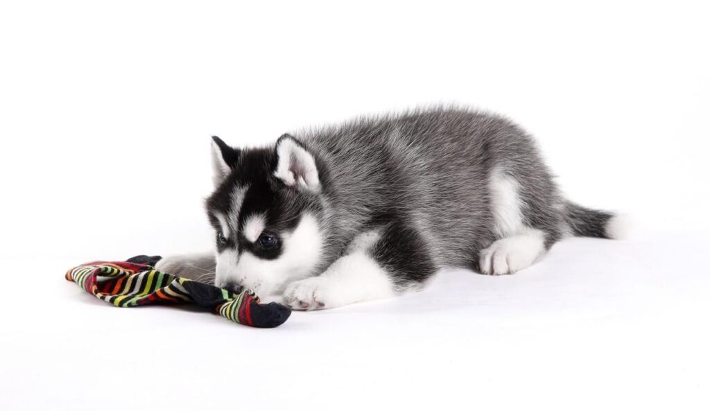 Siberian Husky puppy lying down with a colorful sock.