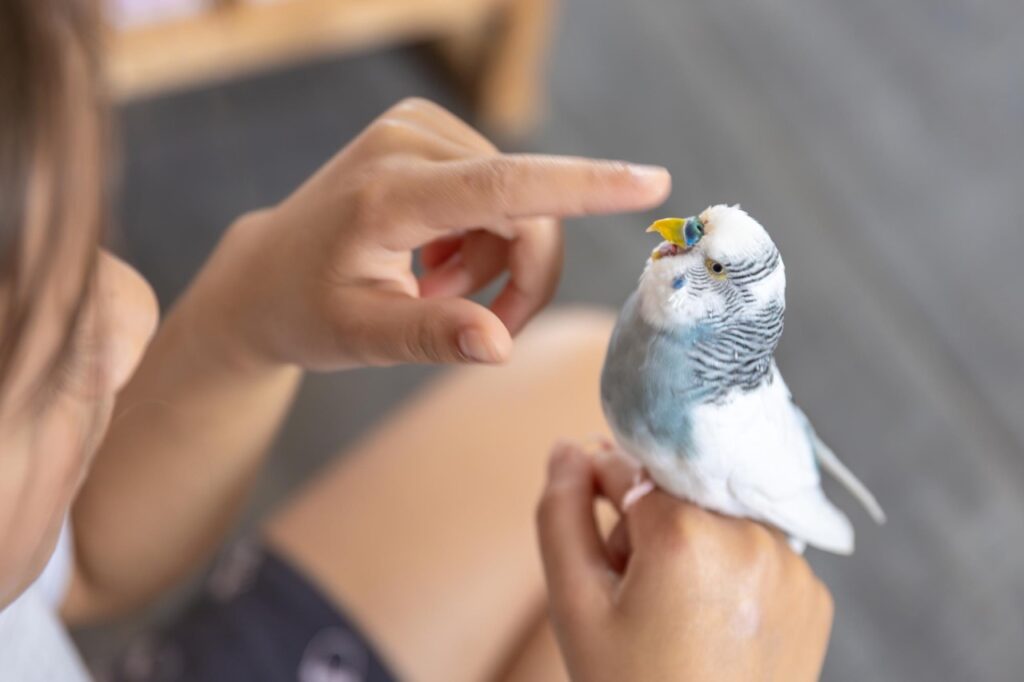 Petting bird