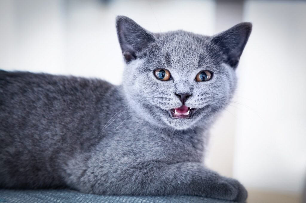 british-shorthair-pedigreed-kitten-