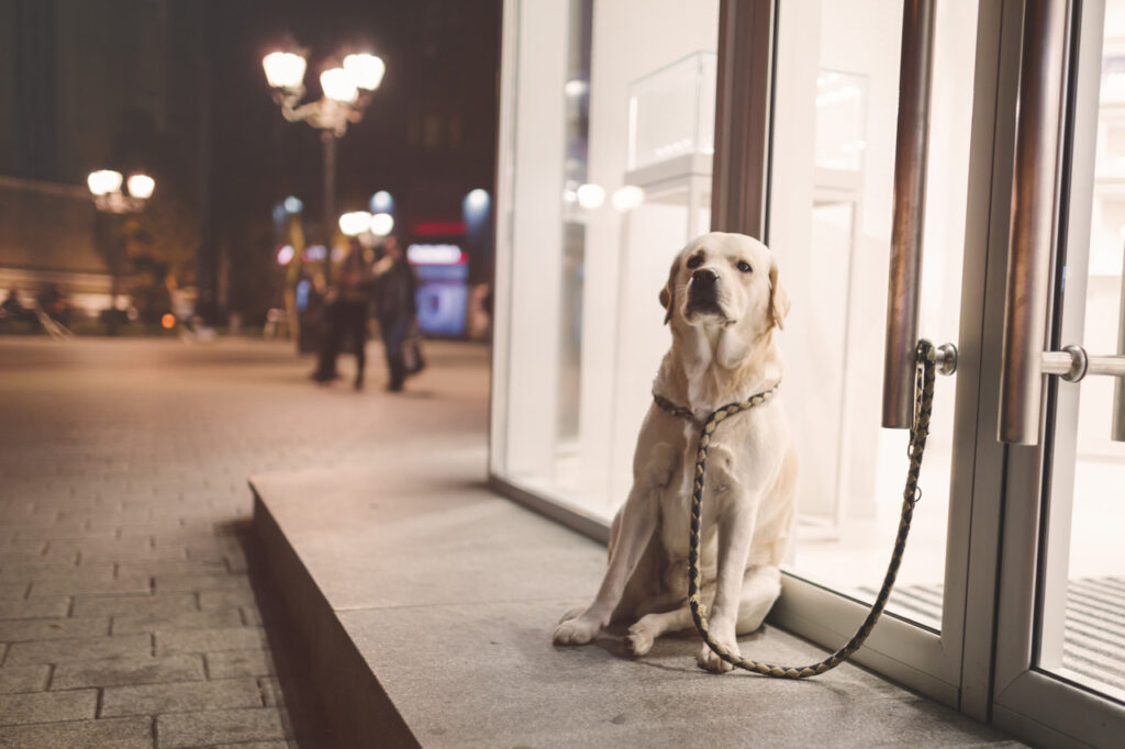 Dog waiting for Owner