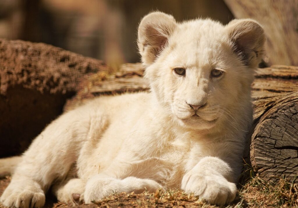 white lion cub