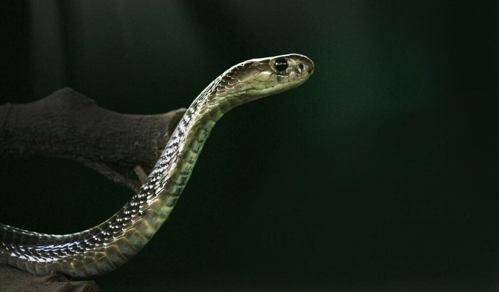 King cobra with shiny scales perched on a branch against a dark background.