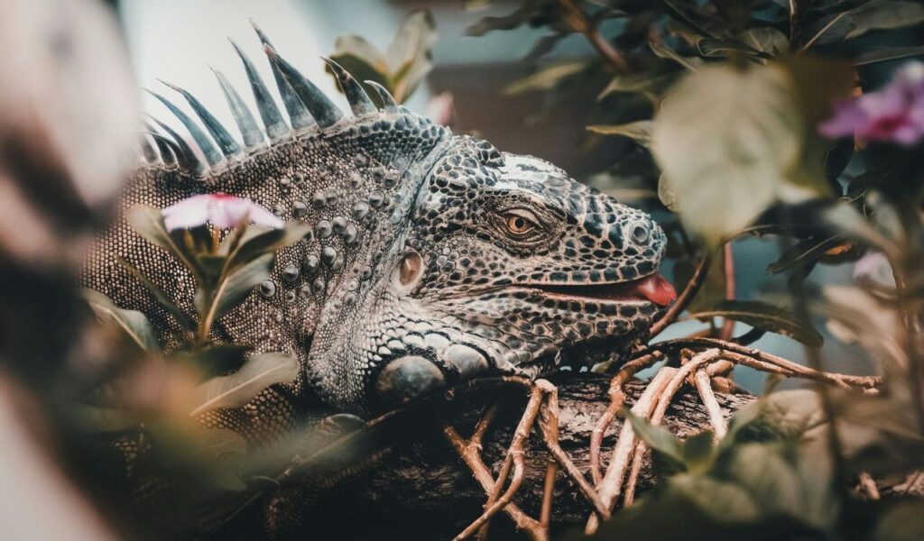 Black and white lizard with its tongue sticking out among plants.