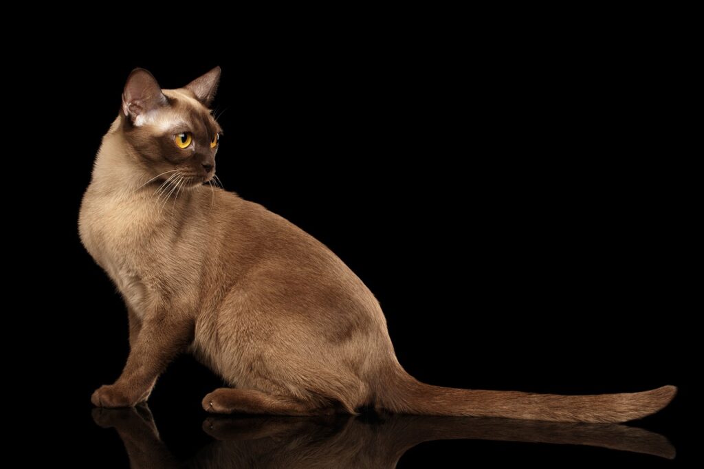 burmese cat