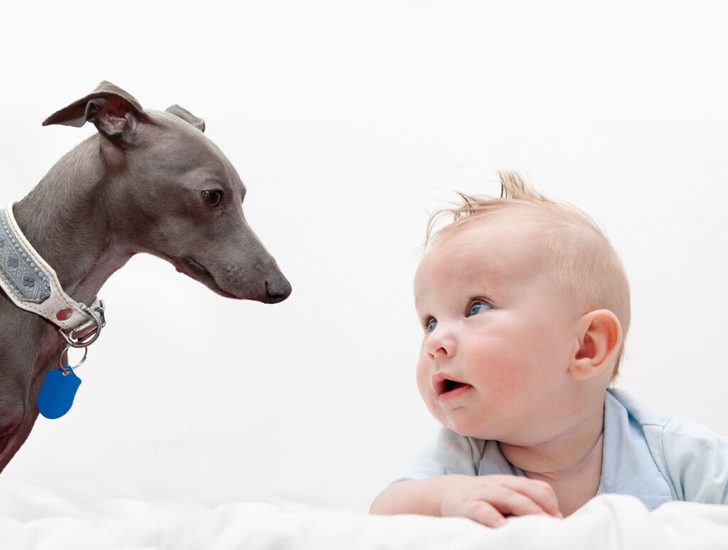 italian greyhound