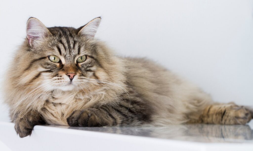 siberian cat