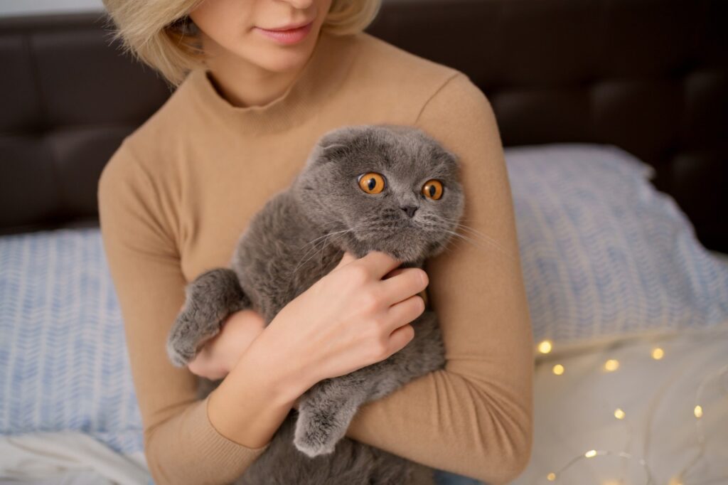 Scottish Fold