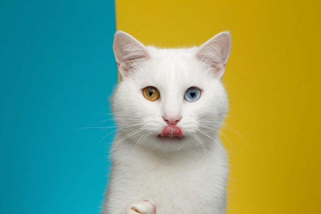 white cat