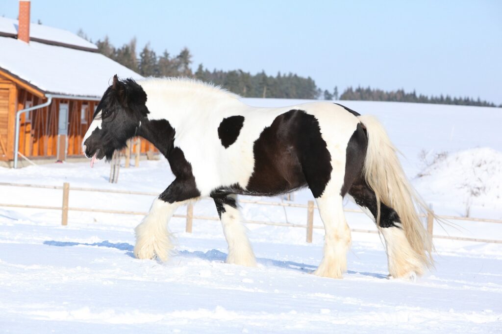 irish cob