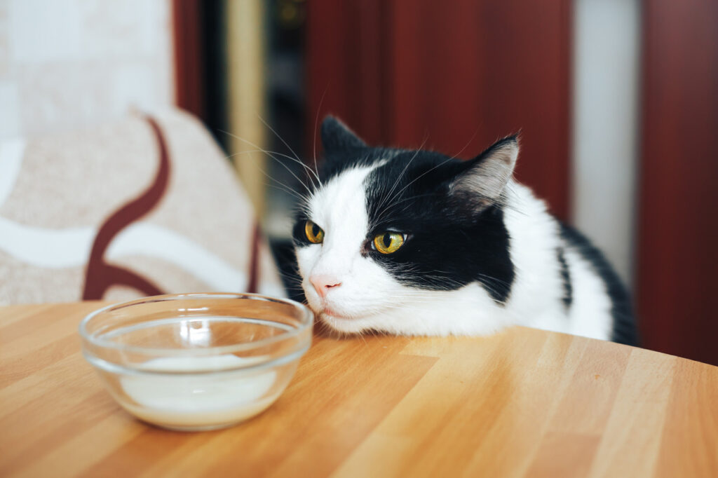 Cat looking at food