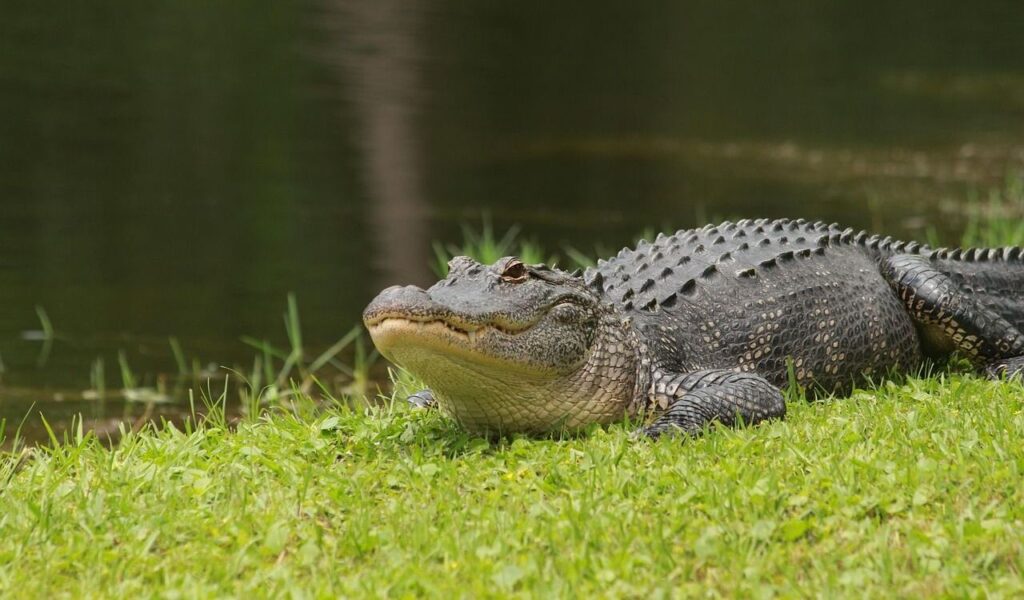 Crocodilian resting on green grass