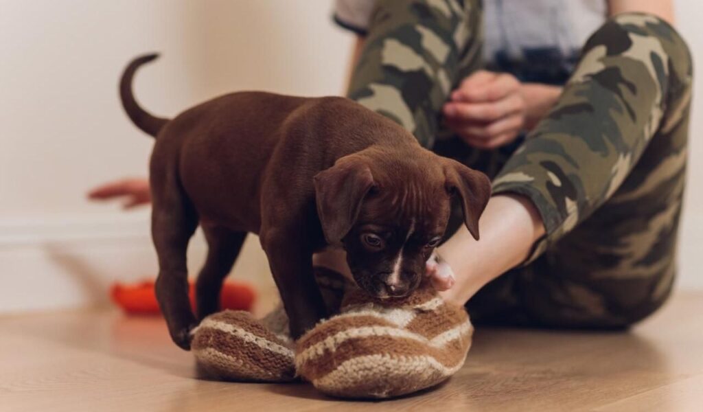 Brown puppy curiously sniffing a person's sock.