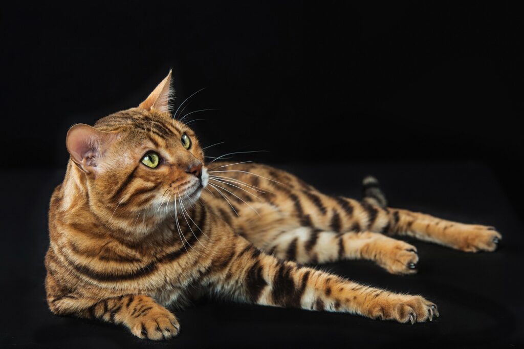 bengal cat