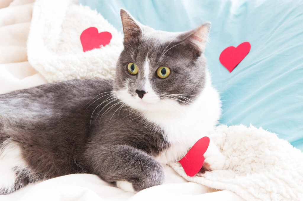 Cat with hearts